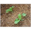 Plant de melon charentais